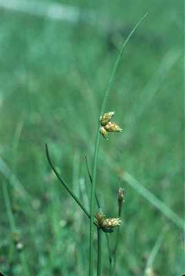 Schoenoplectus smithii image