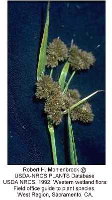 Scirpus pallidus image