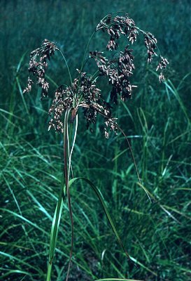 Scirpus pendulus image
