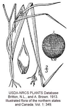 Scleria image