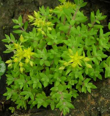Sedum sarmentosum image