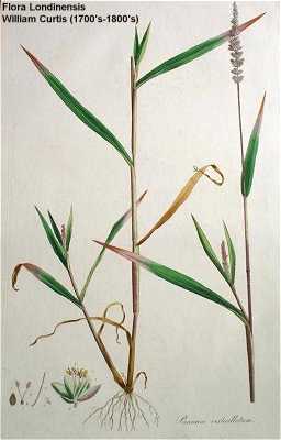Setaria verticillata image