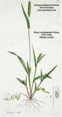 Setaria viridis image