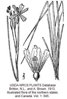 Sisyrinchium montanum image