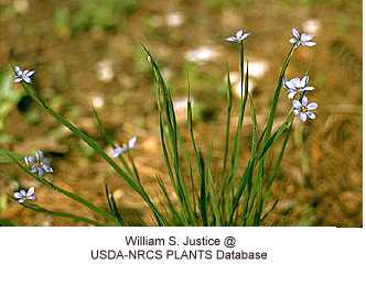 Sisyrinchium image
