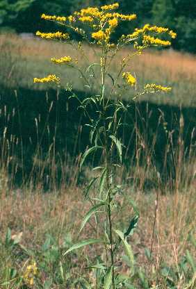 Solidago juncea image