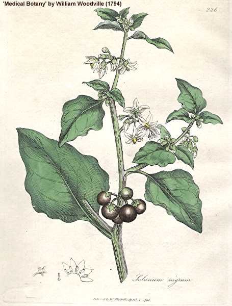 Solanum ptychanthum image