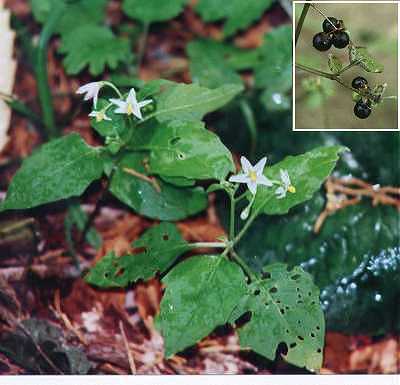 Solanum ptychanthum image