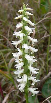 Spiranthes magnicamporum image