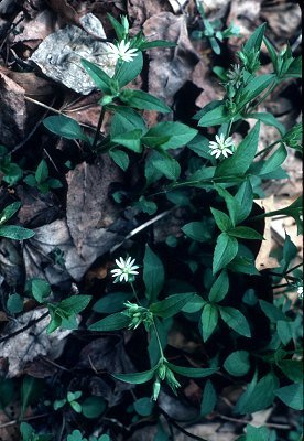 Myosoton image