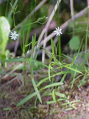 Stellaria longifolia image