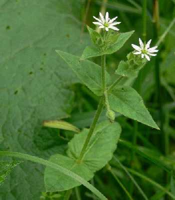 Stellaria media image