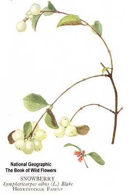 Symphoricarpos albus image