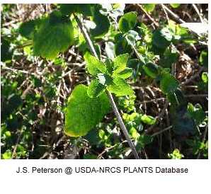 Symphoricarpos albus image