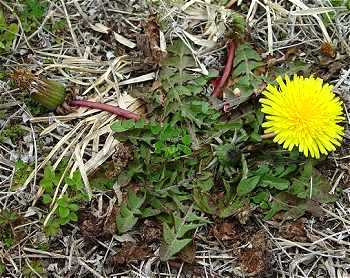 Taraxacum erythrospermum image