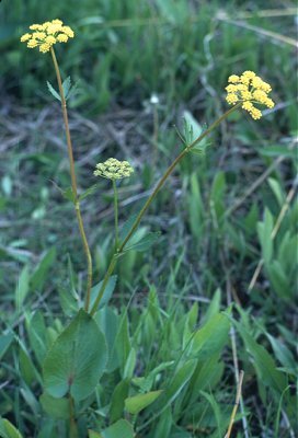 Thaspium trifoliatum var. flavum image