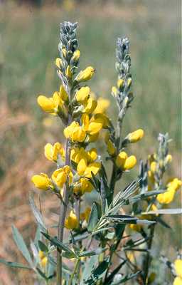 Thermopsis rhombifolia image