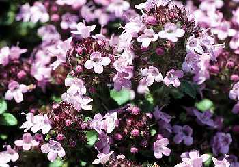 Thymus praecox image