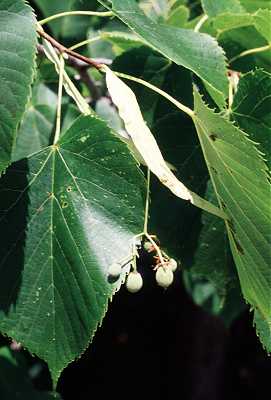 Tilia americana var. americana image