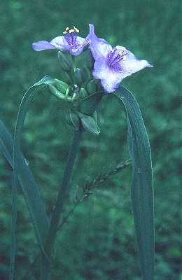Tradescantia occidentalis var. occidentalis image