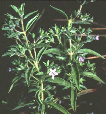 Trichostema brachiatum image