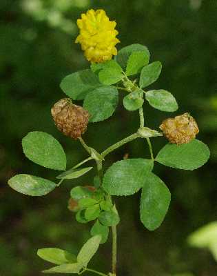 Trifolium campestre image