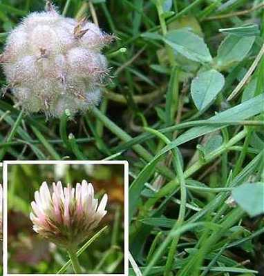 Trifolium fragiferum image