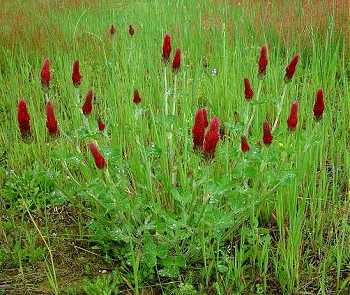 Trifolium incarnatum image