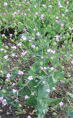 Vaccaria hispanica image