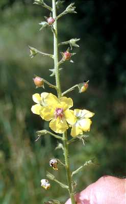 Verbascum blattaria image