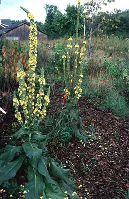 Verbascum densiflorum image