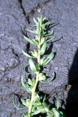 Veronica peregrina image
