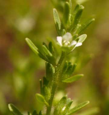 Veronica image