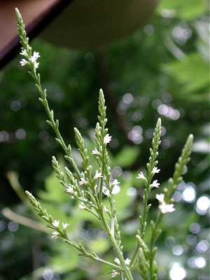 Verbena urticifolia image