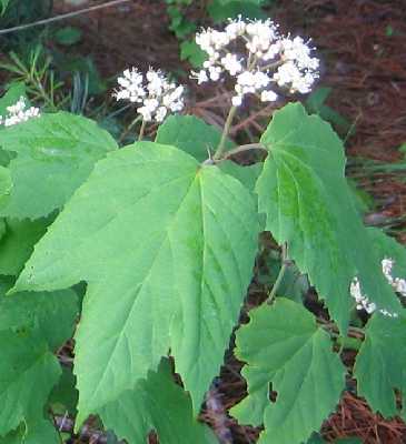 Viburnum acerifolium image