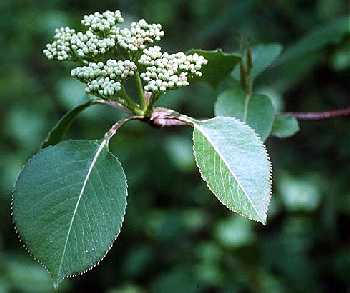 Viburnum lentago image