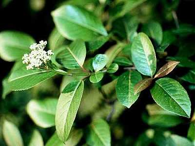Viburnum image