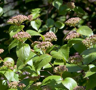 Viburnum rafinesquianum image