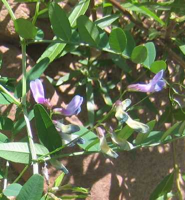 Vicia americana image