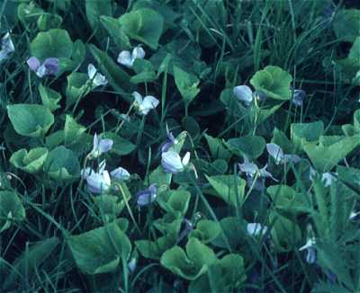 Viola affinis image
