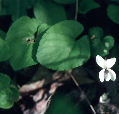 Viola blanda image