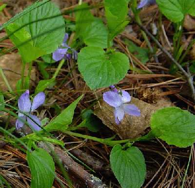 Viola labradorica image