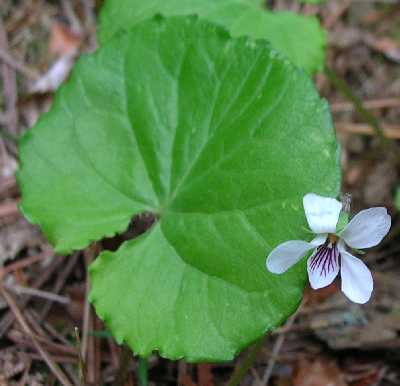 Viola renifolia image