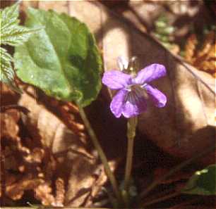 Viola image