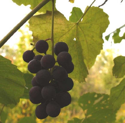 Vitis labrusca image