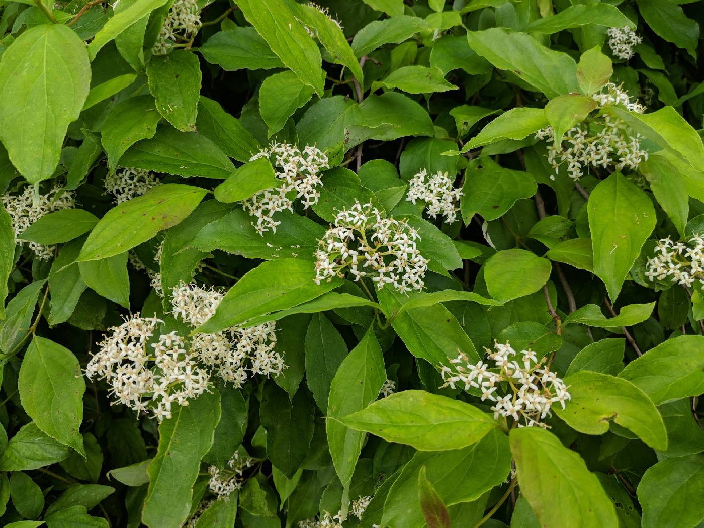 (linked from Cornus foemina subsp. racemosa) Cornus foemina image