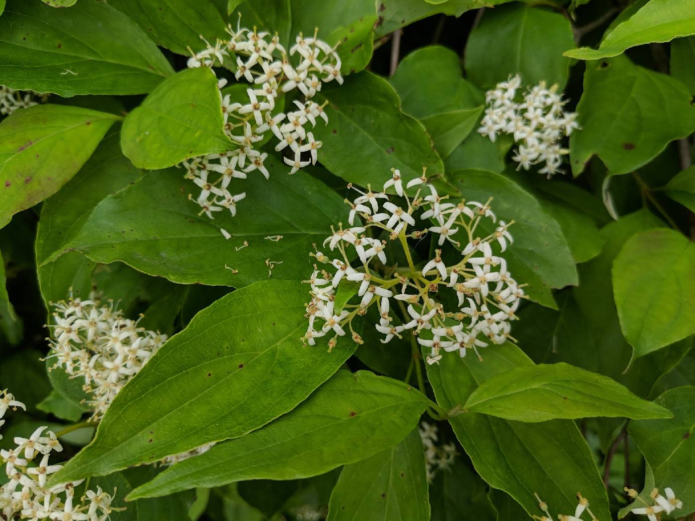 (linked from Cornus foemina subsp. racemosa) Cornus foemina image