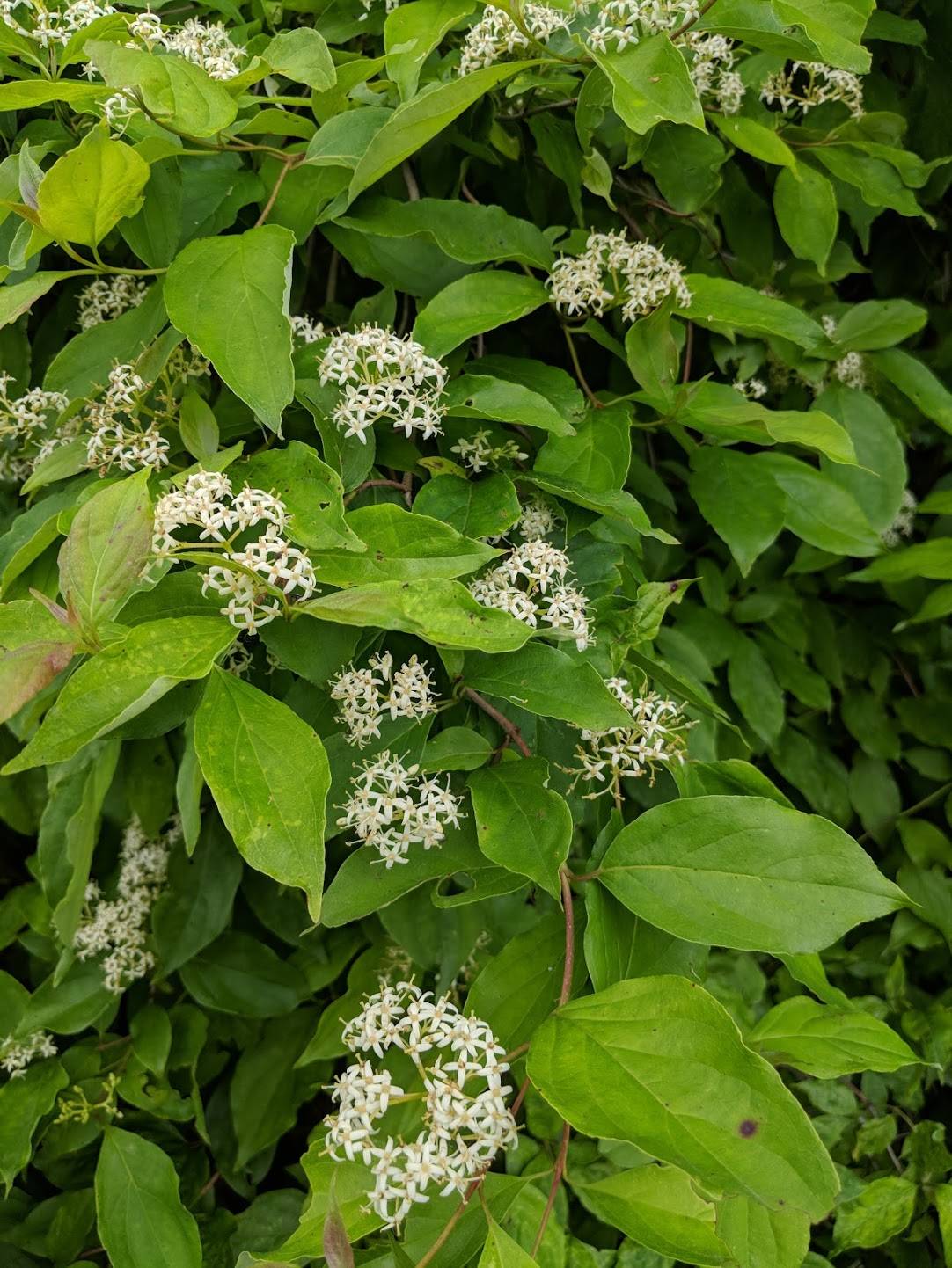 (linked from Cornus foemina subsp. racemosa) Cornus foemina image
