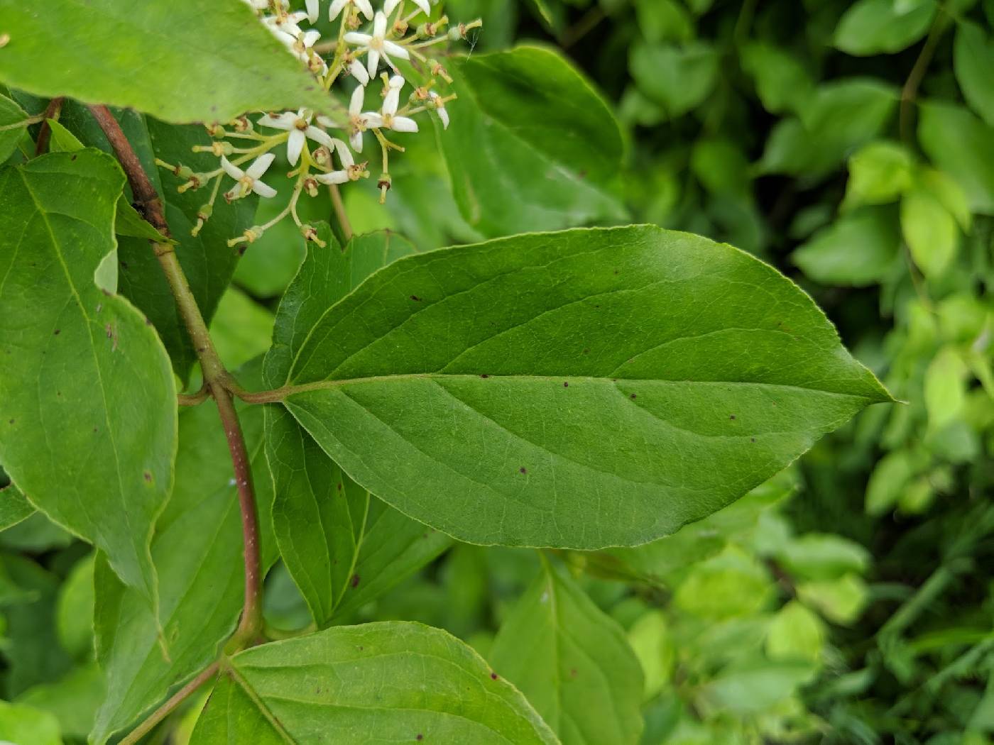 (linked from Cornus foemina subsp. racemosa) Cornus foemina image