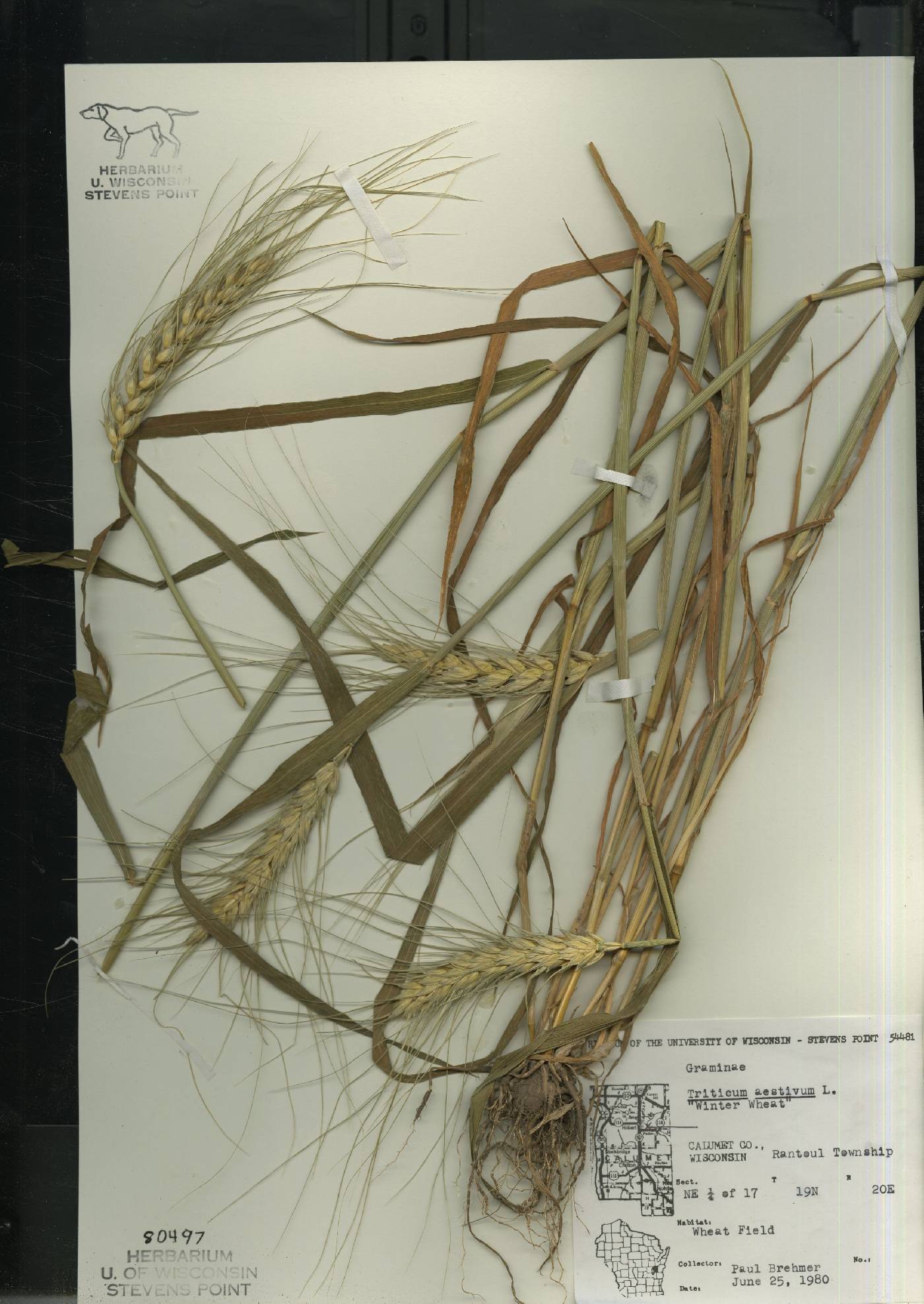 Online Virtual Flora of Wisconsin - Triticum aestivum